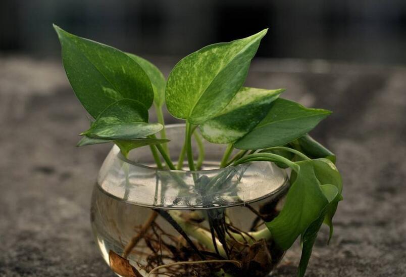 綠蘿如何施肥，最好施加這4種有利于成長的肥料"