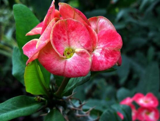 虎刺梅病蟲害及防治，根腐病與介殼蟲最為常見"