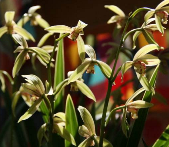 蘭花什么時候開花，不同品種開花時間不盡相同"