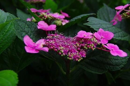繡球葉子發(fā)白是什么病，主要是白粉病導(dǎo)致/及時(shí)防治"