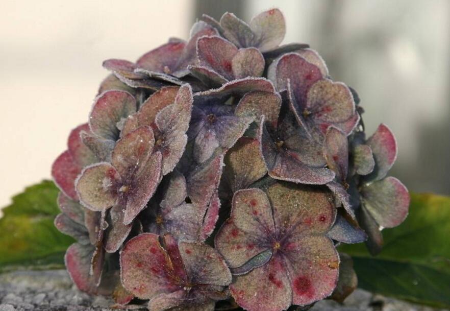 臭繡球花的養(yǎng)殖方法，合適的土壤和溫度很重要"