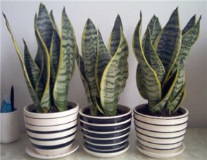 虎皮蘭如何栽培與繁殖？"