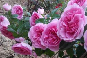 月季花有幾種顏色，月季花品種圖片大全"