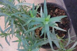 康乃馨為何葉子尖黃，康乃馨葉子發(fā)黃怎么辦"