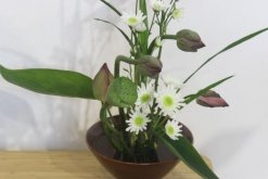 荷花種子怎么種，5步即可完成荷花的種植"