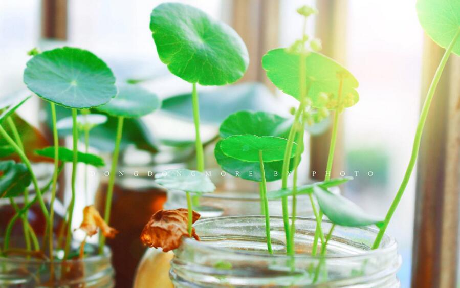 銅錢(qián)草怎么種，銅錢(qián)草土養(yǎng)的方法步驟"