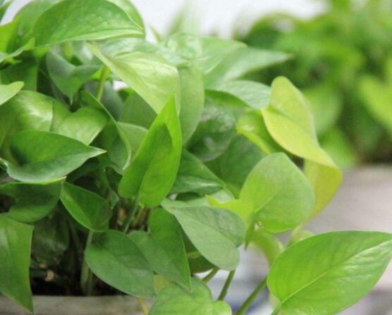 綠蘿不長葉原因，做好澆水、施肥、光照養(yǎng)護條件"