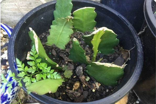 曇花怎么扦插，建議在5~6月份之間扦插最好"