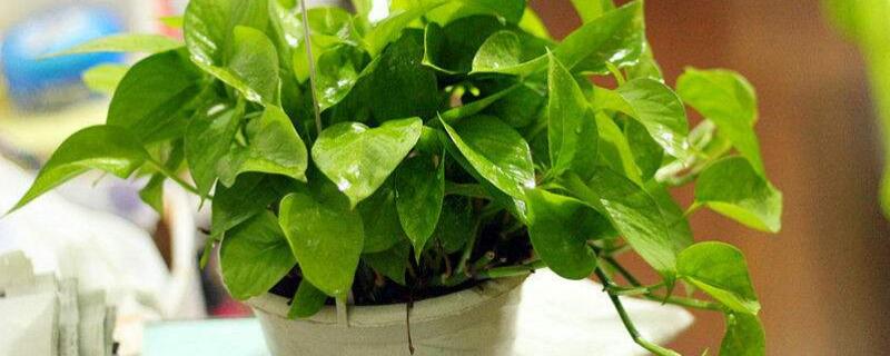 一盆綠蘿太密了怎么辦"