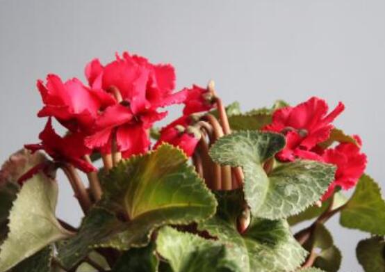 仙客來的葉子發(fā)黃怎么辦，教你四種原因以及解決辦法"