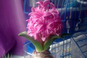 水培風信子有毒嗎，有毒要避免接觸皮膚"