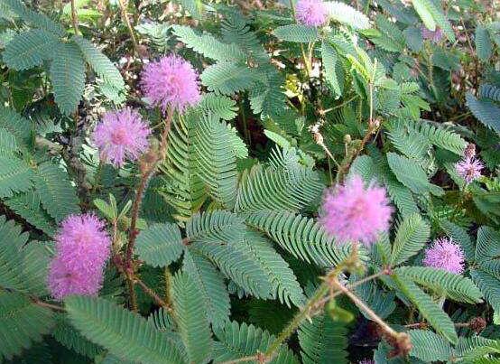 含羞草蔫了怎么辦，教你三種最直觀有效解決方法"