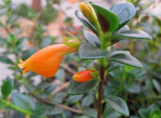 金魚吊蘭好養(yǎng)嗎，選擇好盆土是關(guān)鍵/施肥澆水光照合適"