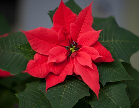 一品紅怎么修剪，一品紅修剪方法"