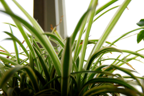 吊蘭品種有哪些，金邊吊蘭/口紅吊蘭/珍珠吊蘭等