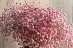 粉色滿天星花語(yǔ)，代表初戀可用于告白"