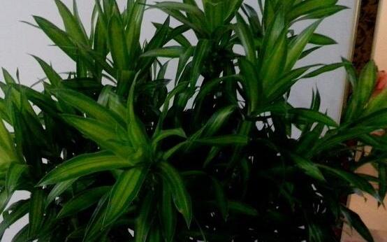 盆栽富貴竹怎么養(yǎng)，教你七個(gè)方法養(yǎng)的青翠怡人"