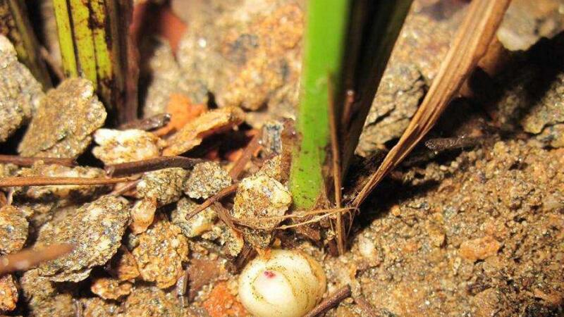 柳樹(shù)皮養(yǎng)花怎么處理"