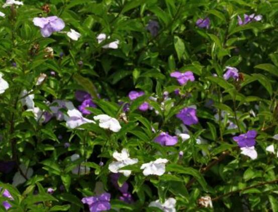 番茉莉怎么養(yǎng)，八大方法教你養(yǎng)得郁郁蔥蔥"