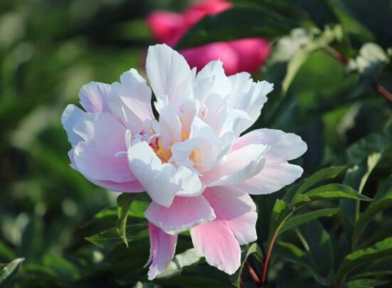 芍藥花與牡丹花的區(qū)別，教你三種區(qū)別方法(屬性/形態(tài)/花序)"