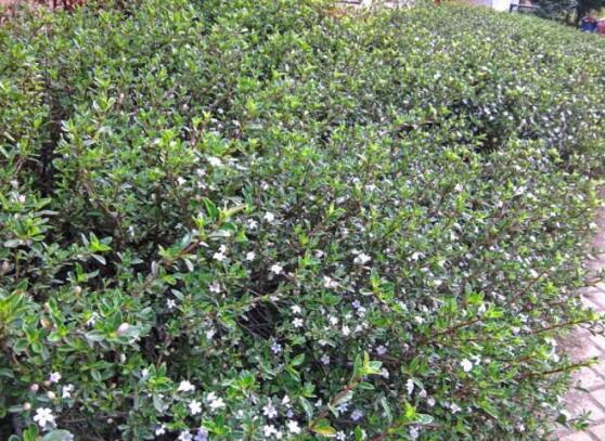 六月雪的品種，盤點六月雪最受歡迎的三大品種"