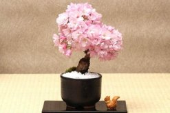 櫻花怎么養(yǎng)才能長的好，總結(jié)櫻花養(yǎng)殖5大要點"