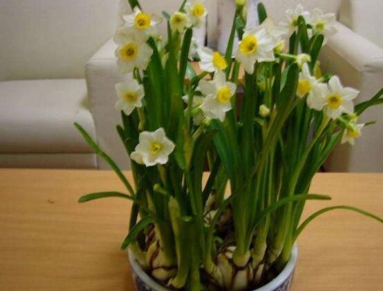 水仙花水培養(yǎng)殖方法，教你三種簡單可行的方法"