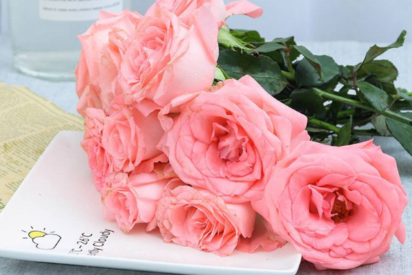 戴安娜玫瑰花語，高貴優(yōu)雅/幸福浪漫/感激感動(dòng)"