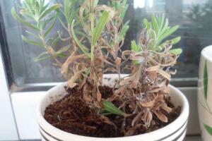 薰衣草葉子干枯怎么辦，教你正確的補(bǔ)救方法"