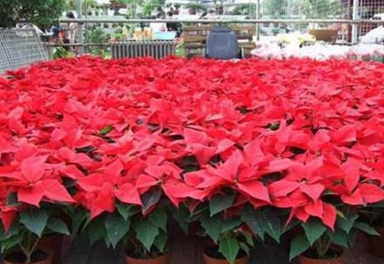 一品紅的四季怎么養(yǎng)，一品紅的四季養(yǎng)護方法"