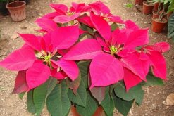 一品紅在室內(nèi)養(yǎng)好不好，不適合放在室內(nèi)（帶有毒性）"