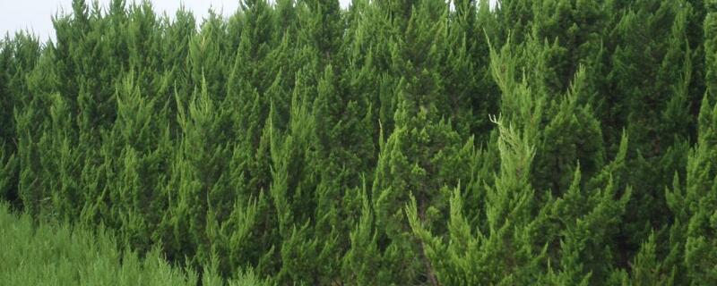 路邊綠化柏樹品種"