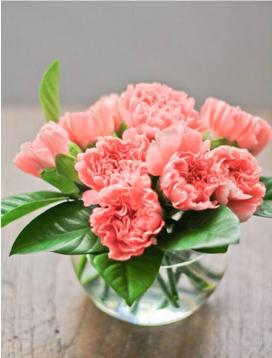 康乃馨盆栽怎么養(yǎng)才長得好，5種方法讓你盆栽亭亭如蓋"