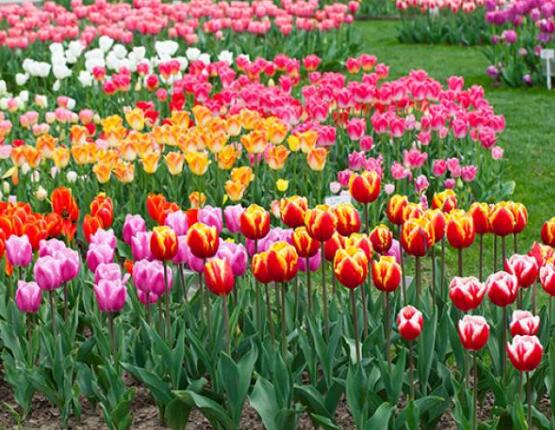 風(fēng)信子冬天怎么養(yǎng)，做好五點(diǎn)基本方法可安然過(guò)冬"