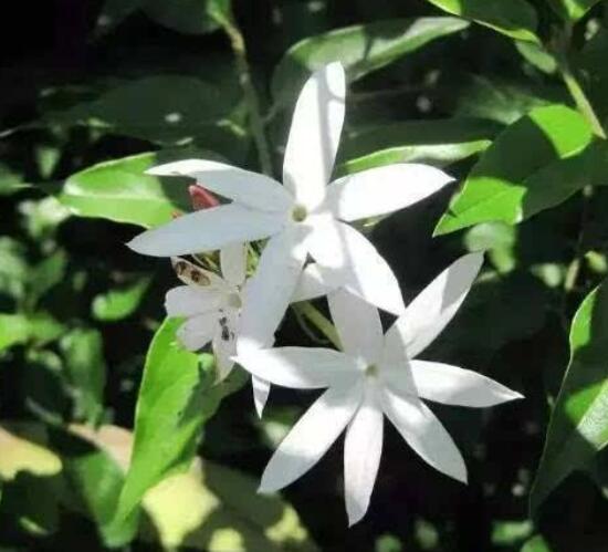 茉莉扦插生根最快方法，排水透氣土壤/一年生健壯10厘米枝條"