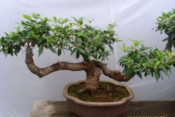 桂花樹(shù)種植方法，5步即可完成桂花的種植"