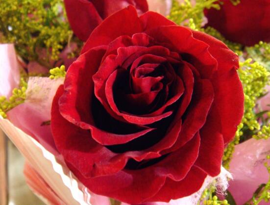 玫瑰花什么時候開花，玫瑰開花在每年初夏期間"