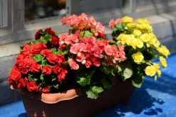 盆栽玫瑰花冬天怎么養(yǎng)，保證光照充足并減少肥水"