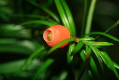 紅豆杉圖片，特征、種類以及用途介紹"