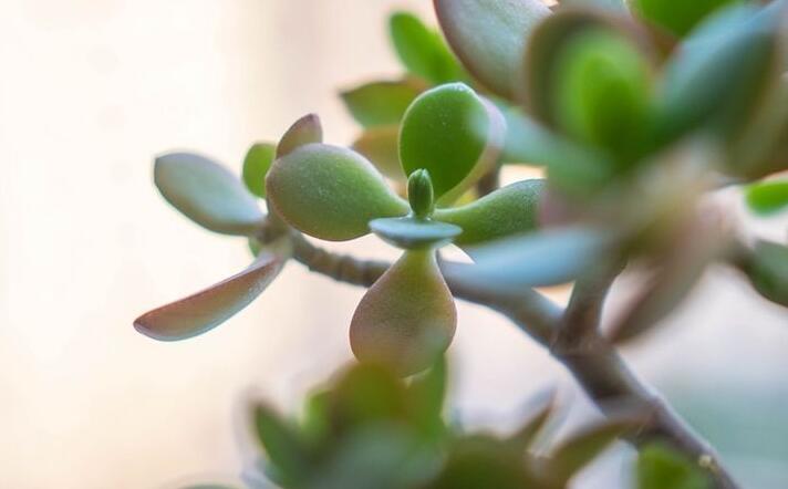 燕子掌的花語(yǔ)，吉祥如意和尊重敬畏"