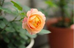 月季花怎么澆水，月季花的澆水方法"