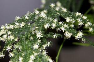 文竹會開花嗎，文竹開花有什么兆頭/很難開花"