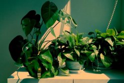 龜背竹氣根水培會(huì)發(fā)芽嗎，氣根植入水中可促進(jìn)植株的生長(zhǎng)"