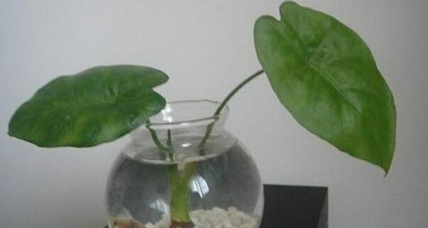 滴水觀音截干促繁殖"