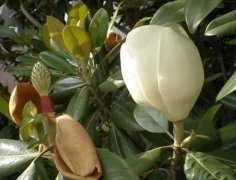 橡皮樹的花語是什么，橡皮樹開花的寓意"