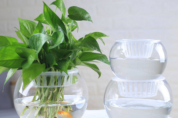 綠蘿剪枝水培方法，剪下10厘米帶有氣生根的枝條插水"