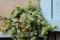 常春藤種子種植方法，必須要掌握的5個方法"