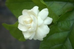 茉莉花夏天怎么養(yǎng)，控制施肥澆水得當(dāng)才能養(yǎng)得好"