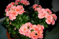 海棠花的品種圖片大全，最具特色的6個品種"