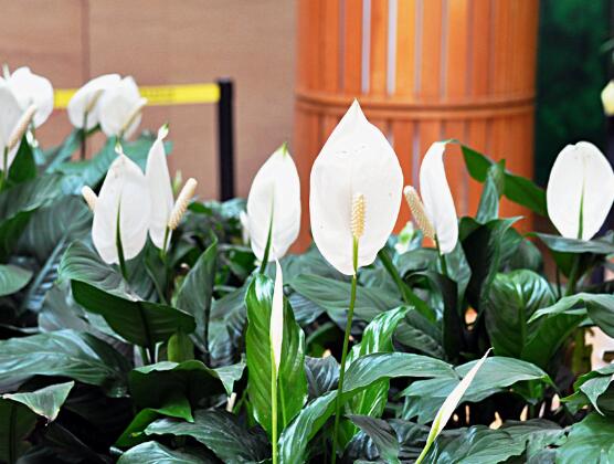 海芋和馬蹄蓮的區(qū)別，教你三種區(qū)別方法(形態(tài)/花序/價(jià)值)"